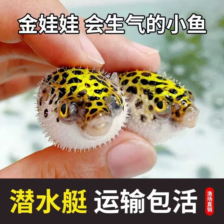 淡水好养活会鼓肚子的金娃娃河豚呆萌可爱活体观赏鱼