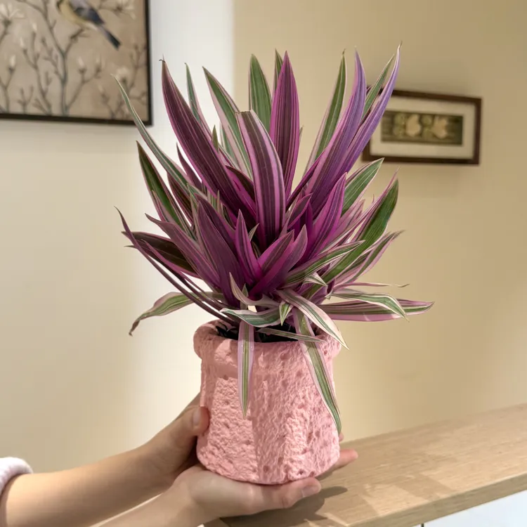 粉紫露兰花盆栽盆景室内客厅办公室桌面观叶趣味花卉绿植净化空气