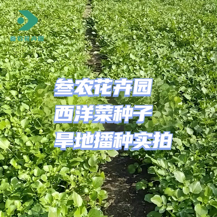 广东西洋菜种子豆瓣菜种子水芥菜籽四季阳台庭院家庭种植蔬菜种子