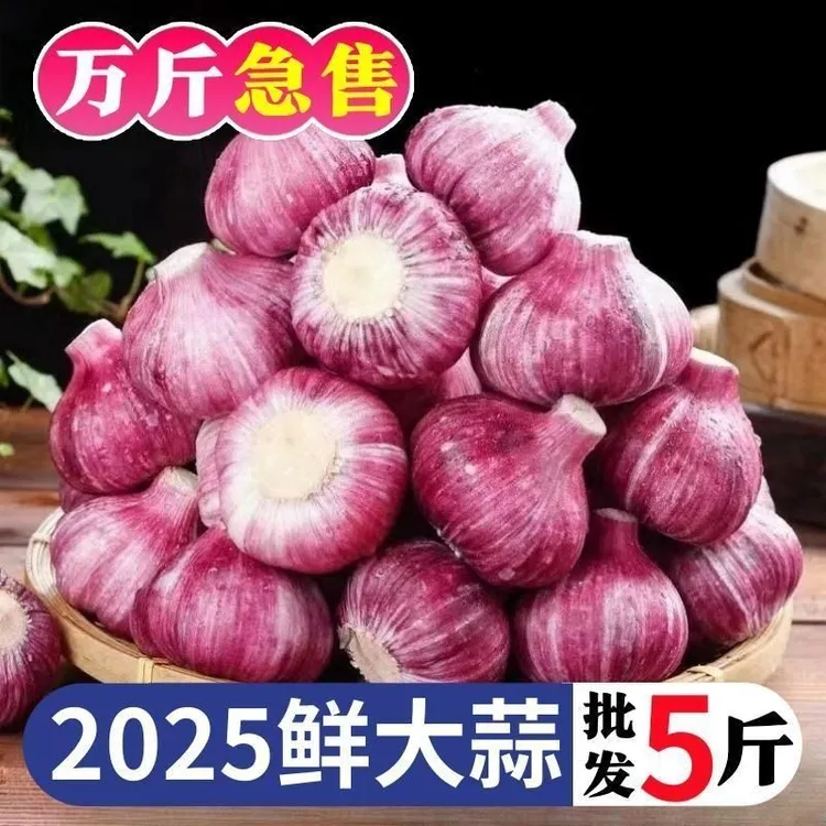 2025新紫皮大蒜新鲜大蒜头现挖湿蒜泡蒜腌蒜糖醋蒜腊八蒜红皮鲜蒜