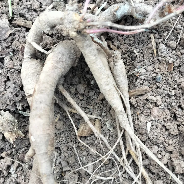 云南野生正品新鲜货整株带根现挖发货糯米藤根中药材