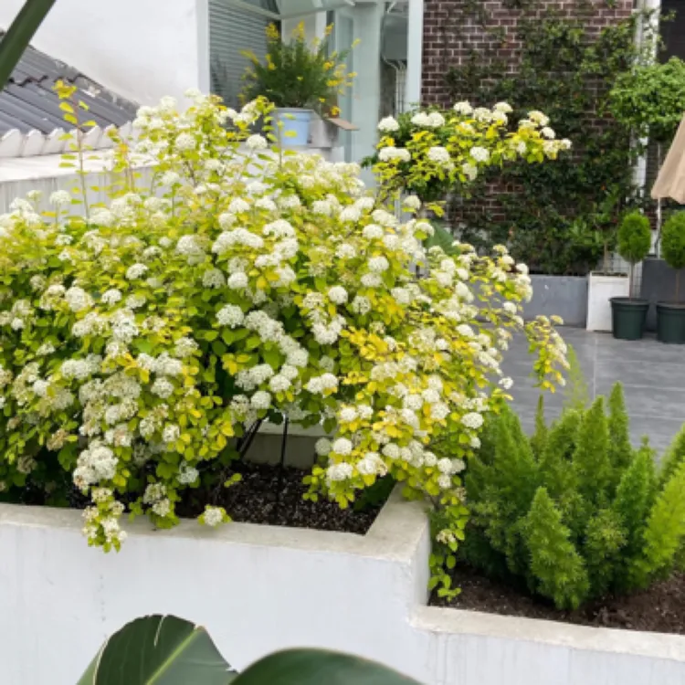 黄金喷泉绣线菊（小手球）丰花耐热耐寒