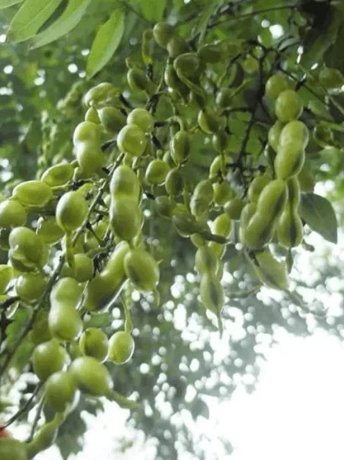 槐角正品干货原材料新鲜泡茶喝泡水煮水喝煲汤无硫熏新槐角豆