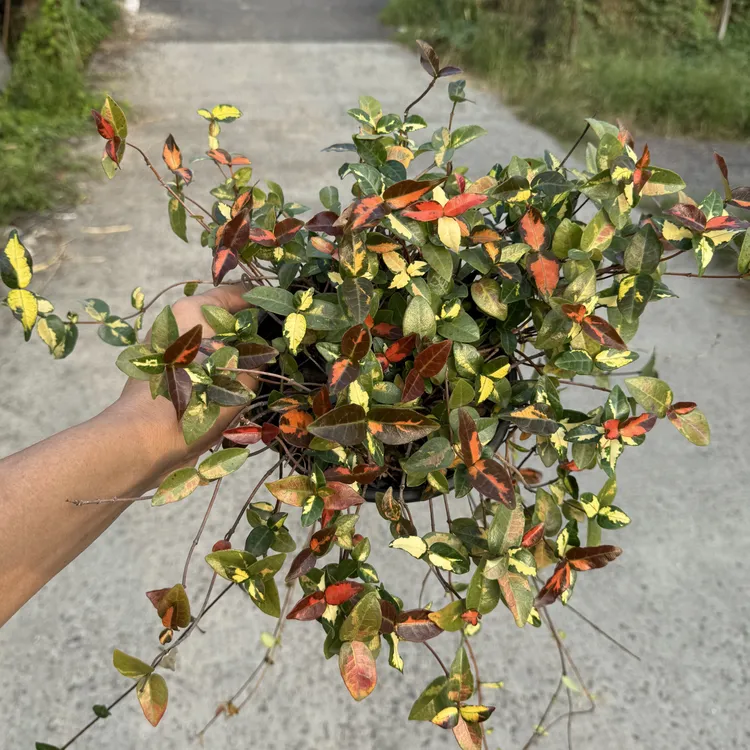 花叶络石多年生植物室外庭院种植叶子颜色多变好养花卉