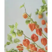 Shenxian～酸浆果～挂金灯～鲜花