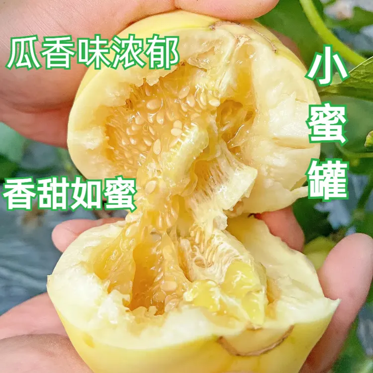 山东小蜜罐甜瓜香瓜当季新鲜现摘水果甜香薄皮产地直发孕妇水果园