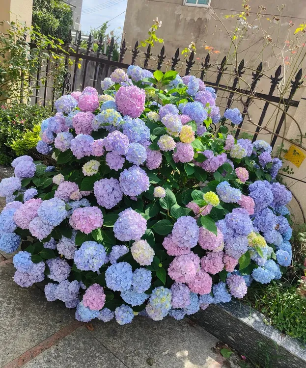 超大颗 5加仑 无尽夏 蓝粉紫 大花绣球花盆栽 庭院阳台植物