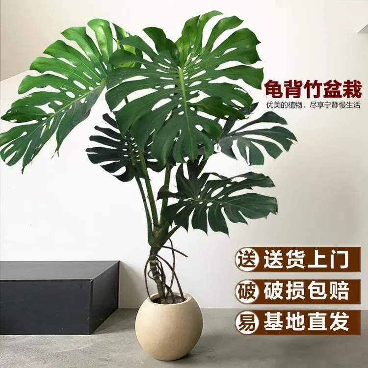 龟背竹老桩客厅绿植室内盆栽大叶四季常青造型真花卉植物室内好养