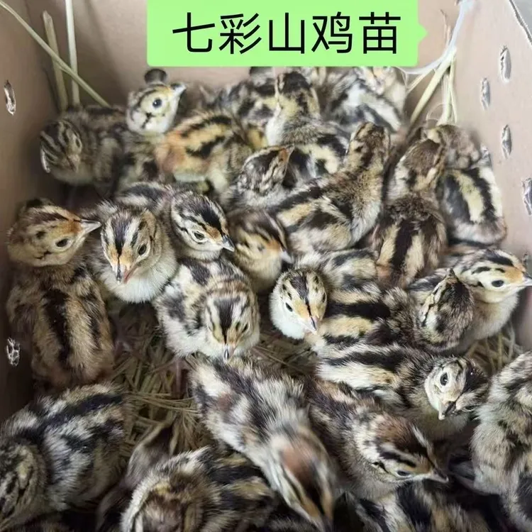 农家散养七彩山鸡出壳鸡观赏鸡宠物鸡