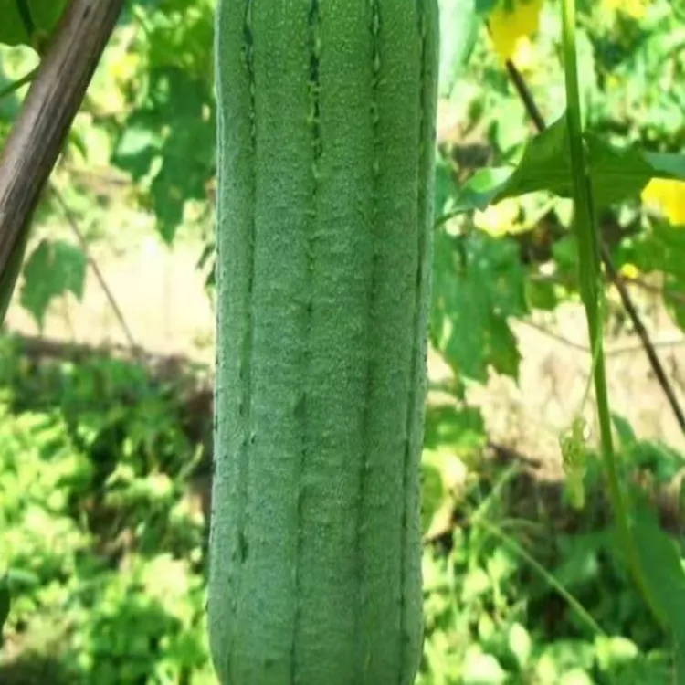 福建高山露天种植农家丝瓜产地直发现摘现发顺丰包邮到家送货上门