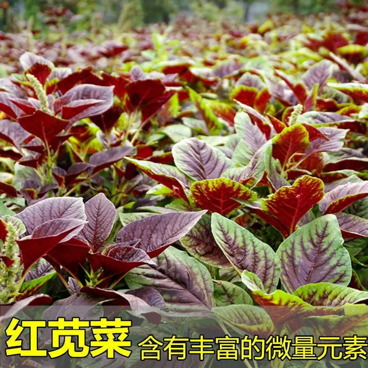 【当季新种】红苋菜种子四季可播大圆叶蔬菜籽适合阳台盆栽正宗