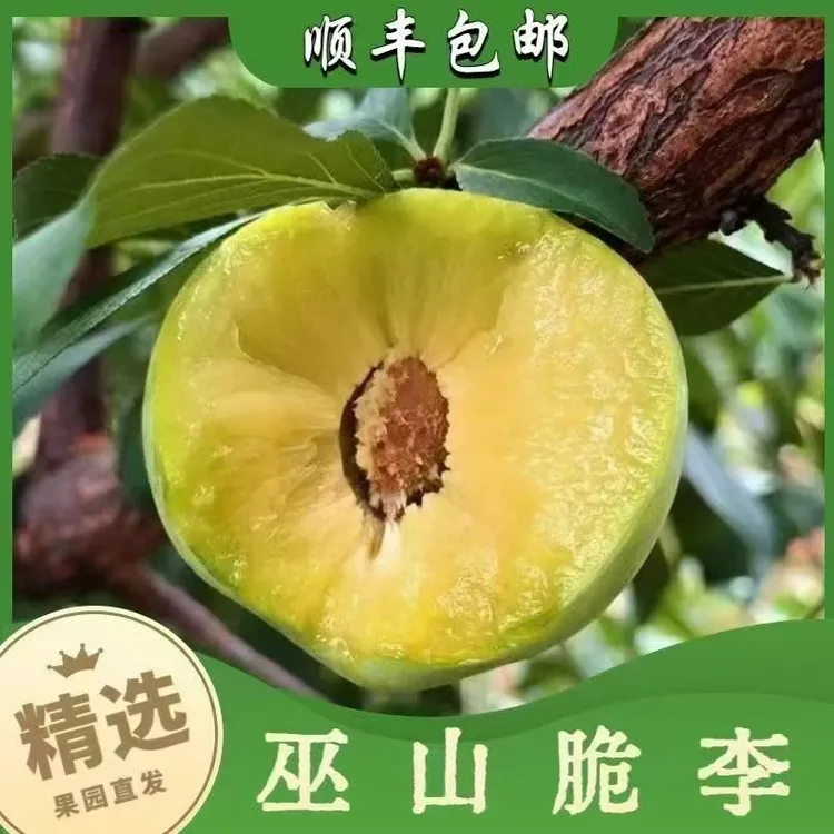 巫山脆李 脱骨脆李肉厚多汁新鲜脆甜应季水果