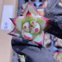 精品乌木2米3颗量拍