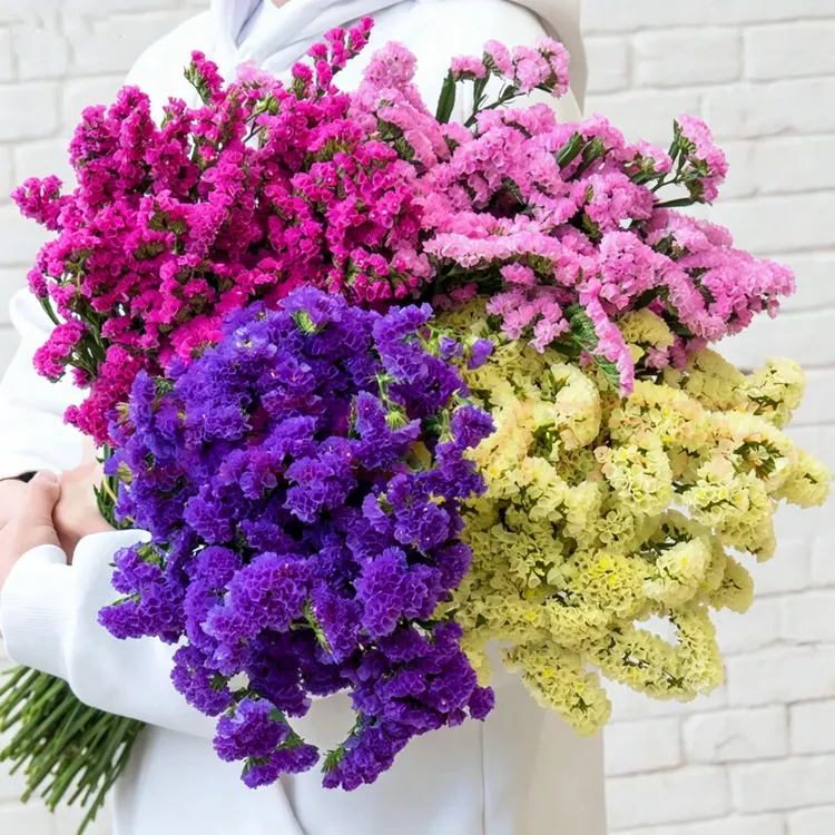 【云南基地直发】勿忘我半干花真花鲜花鲜艳买客厅家居摆件花束风干商品图