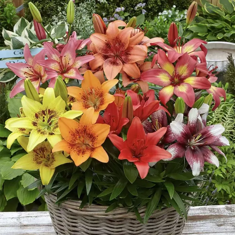 重瓣香水百合种球百合浓香型花卉类盆栽花种大球香水百合种球