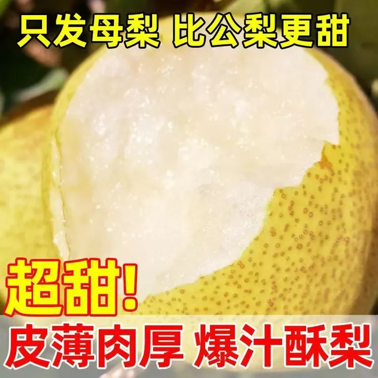 2025正宗产地直发新鲜酥梨子雪梨鸭梨皇冠梨水果脆甜多汁整箱包邮