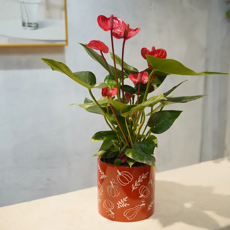 精品小红掌红掌水培盆栽四季开花净化空气适合客厅阳台的绿植花卉