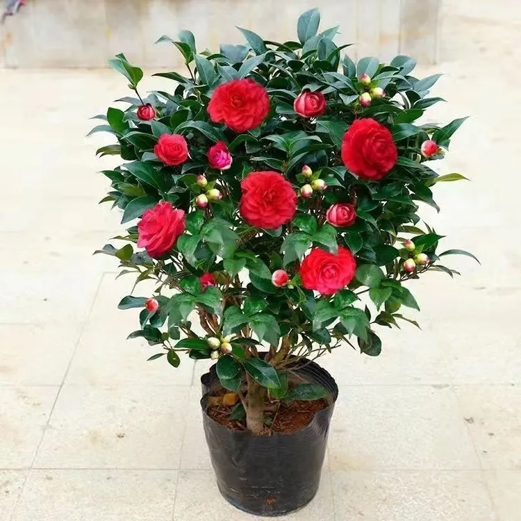 茶花盆栽五色赤丹带原土四季香妃树苗山茶花盆栽室内烈香浓香型