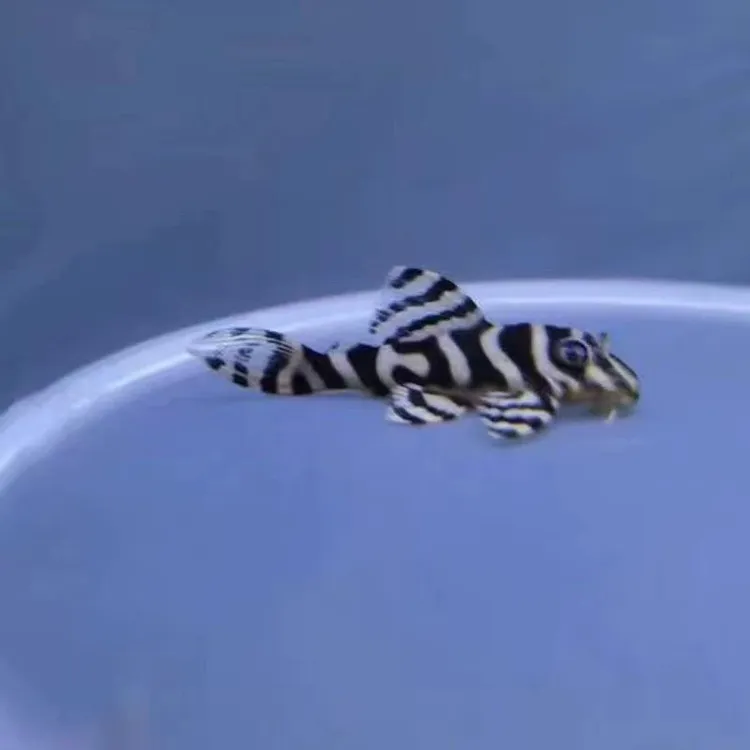 特价L333帝王迷宫异型鱼南美热带观赏鱼包邮包损