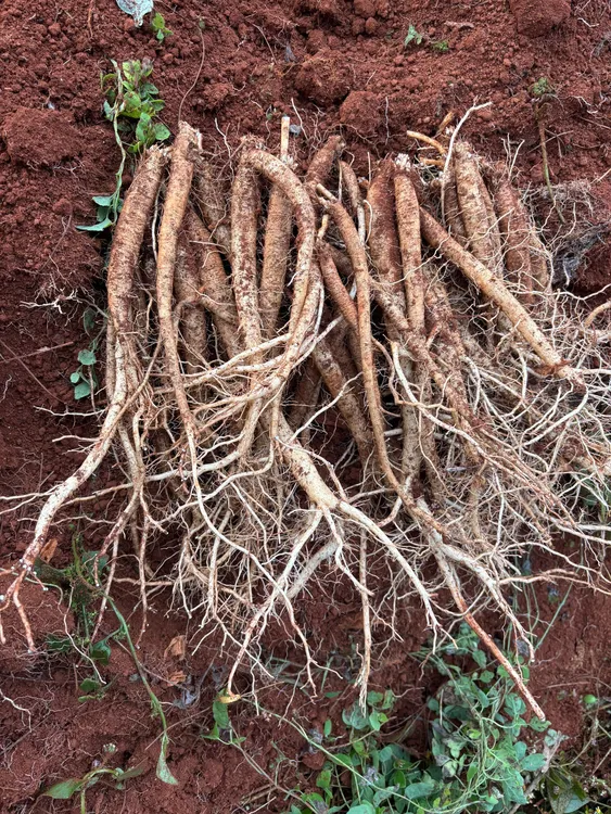 云南新鲜现挖党参产地农家自种党参