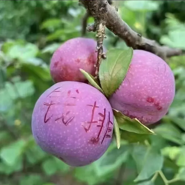 [精品果王]茂名钱排三华李红心李新鲜采摘纯酸脆口产地顺丰直发
