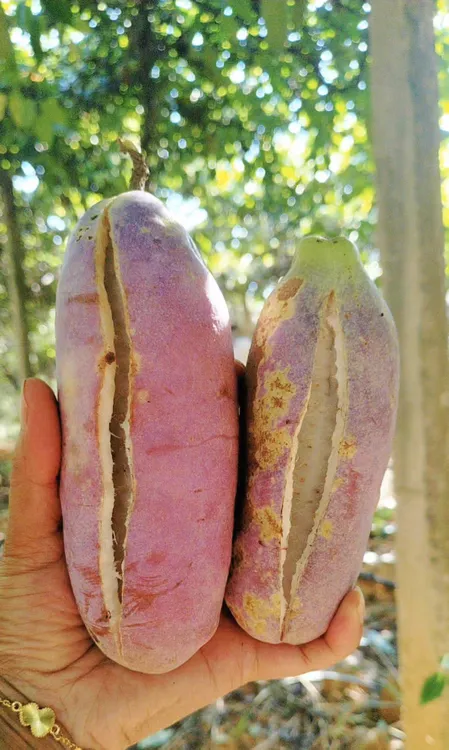 湖南高原稀有八月瓜新鲜现摘当季水果香甜软糯包邮