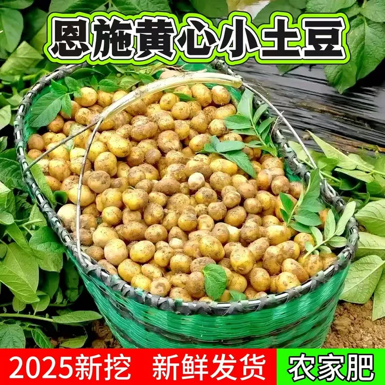 2025正宗恩施黄心小土豆高山农家迷你小洋芋新挖新鲜粉糯大马铃薯
