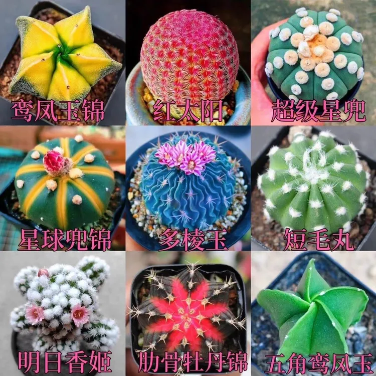 仙人球组合红太阳多棱玉肋骨牡丹锦实生开花仙人掌室内办公室盆栽