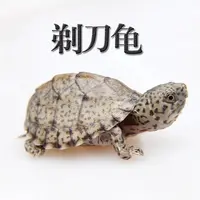 剃刀龟种公剃刀蛋龟可爱 活泼 新奇宠物
