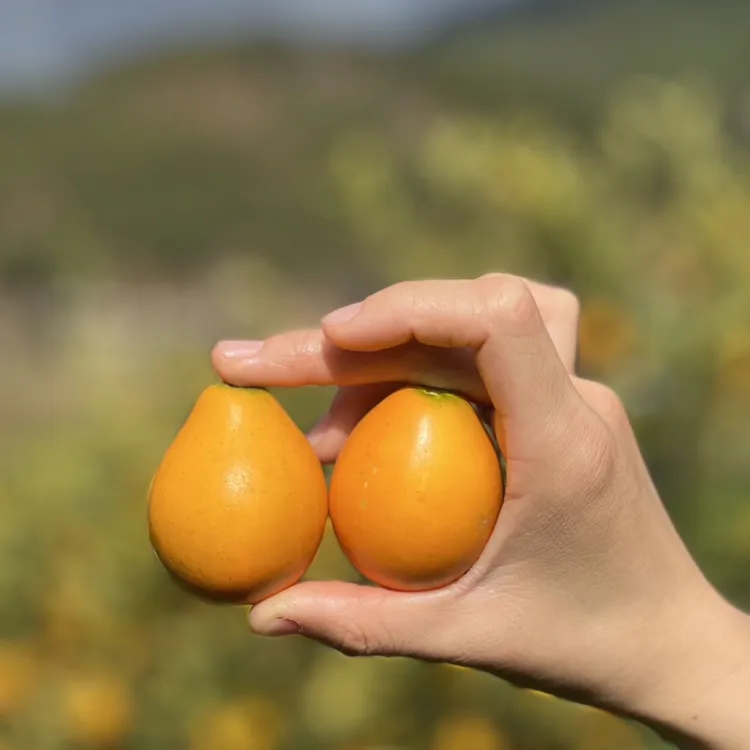 广西融安脆蜜金柑净重3斤 普通包装 顺丰快递