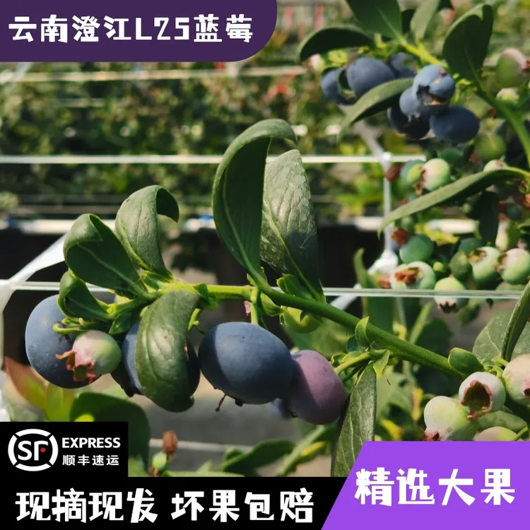 云南澄江抚仙湖L25蓝莓皮薄脆甜自带花香味