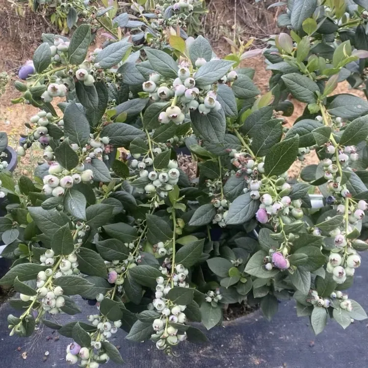 【L29】蓝莓果树苗盆栽南北方庭院易活庭院耐热耐寒易养护