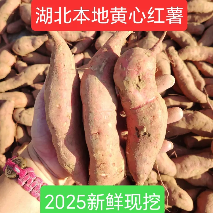 湖北正宗新鲜蜜薯黄心红薯板栗糖心地瓜山芋现挖沙地番薯香甜软糯