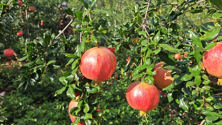 正宗软籽石榴四川会理新鲜大果香甜多汁