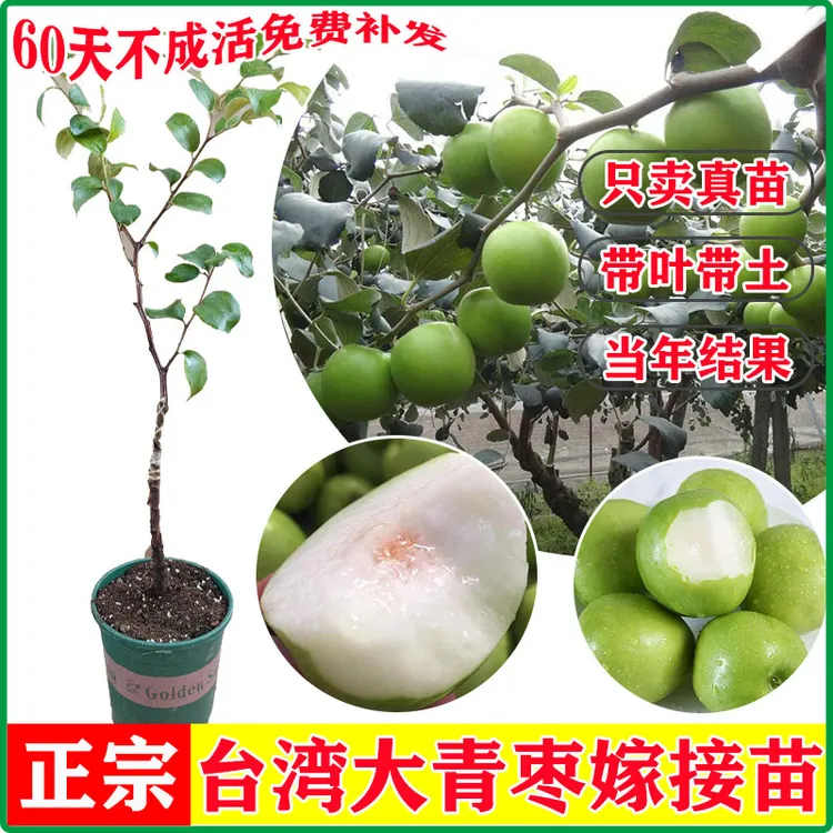 台湾大青枣苗苹果枣嫁接苗牛奶枣蜜丝青枣苗盆栽带叶广西发货