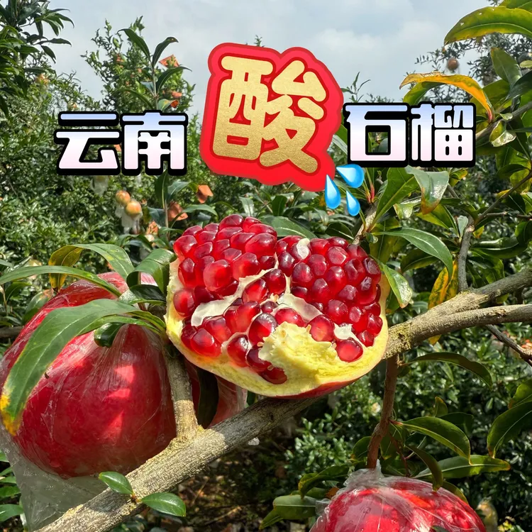 云南红河酸石榴老品种硬籽酸石榴