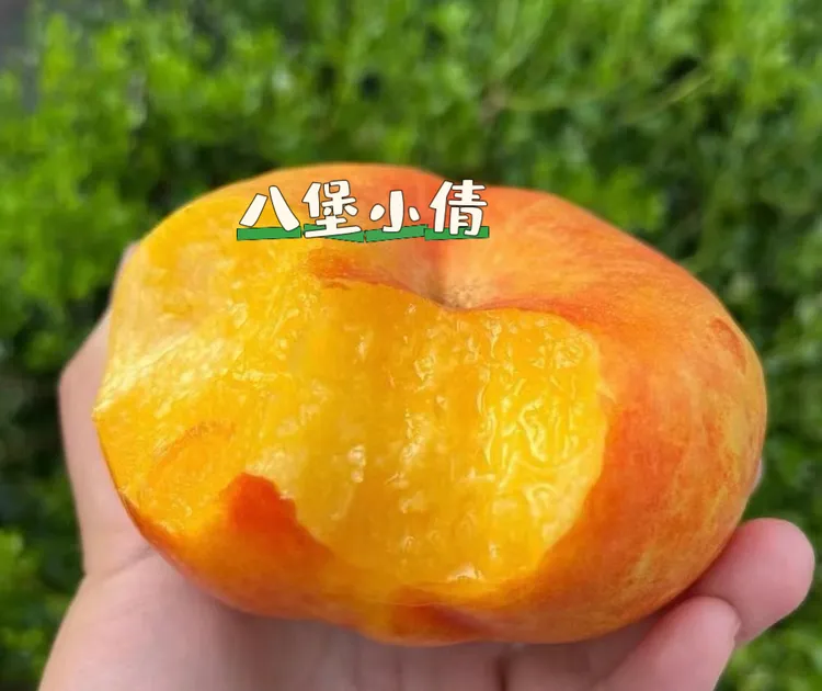 黄金毛蟠桃皮薄甜嫩多汁软硬两吃