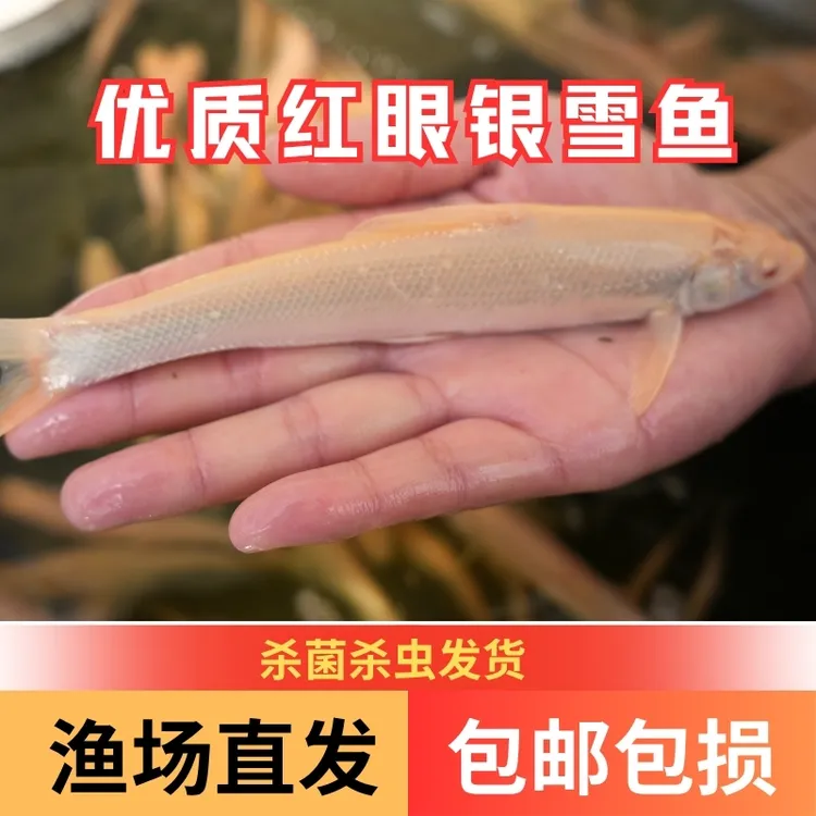 【活体】优质红眼银雪鱼8-13厘米观赏鱼淡水鱼渔场直发