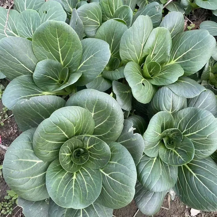 【超低价】苏北青菜黑叶新鲜露天青菜现摘现发应季蔬菜