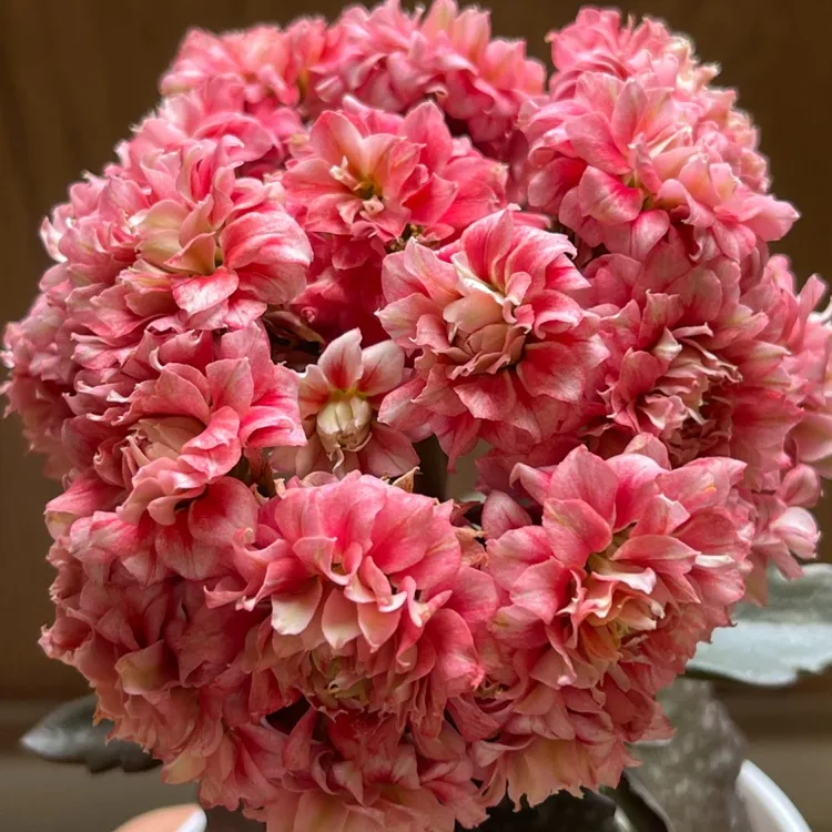 【沉鱼落雁】品种花重瓣长寿花带花苞盆栽室内花卉植物四季开花客厅
