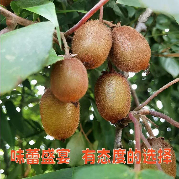 宽阔野生猕猴桃（贵州）