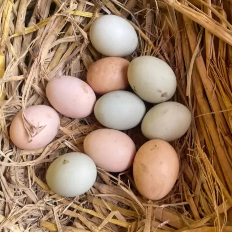 【粮食鸡蛋】梁平农家散养粮食粉白绿壳初生鸡蛋适合孕妇辅食幼儿