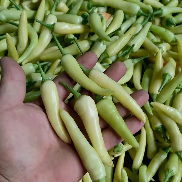 广西现摘新鲜特辣白米椒野山椒朝天椒可做泡椒辣椒小米椒酱油泡椒