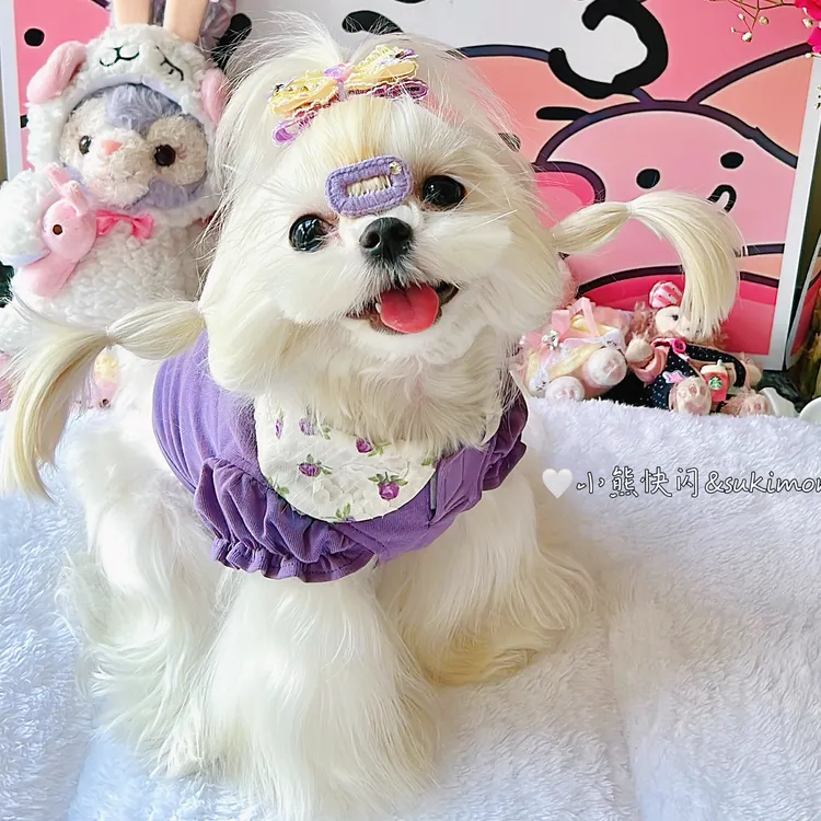 早秋宠物服碎花娃娃领紫罗兰衬衣