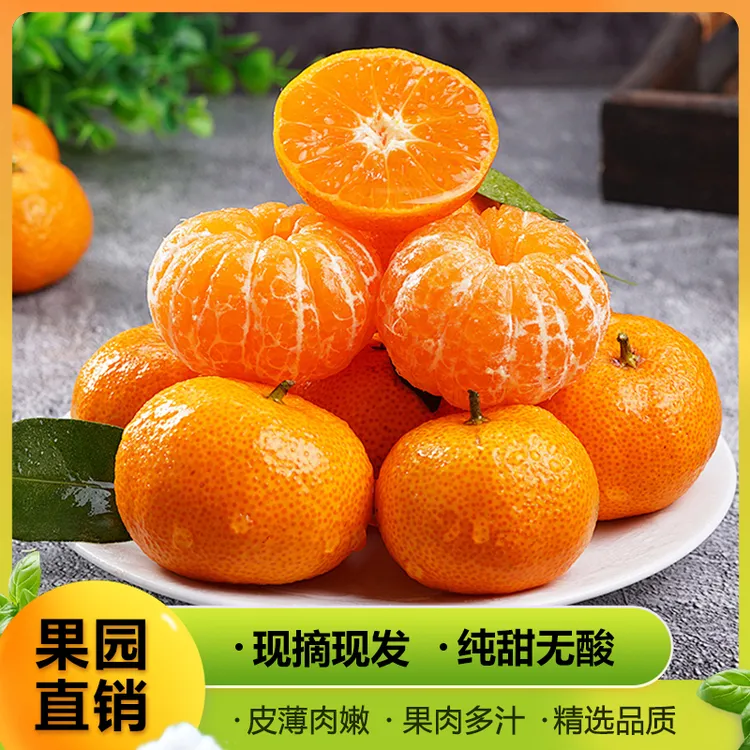 爆款金秋砂糖橘橘子现摘现发清爽解腻皮薄肉厚应季水果香甜多汁