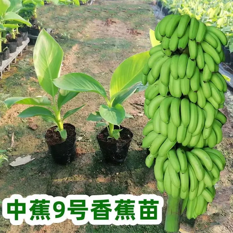 中蕉9号香蕉苗芭蕉苗苹果蕉皇帝蕉粉蕉红香蕉苗带土发货盆栽地栽