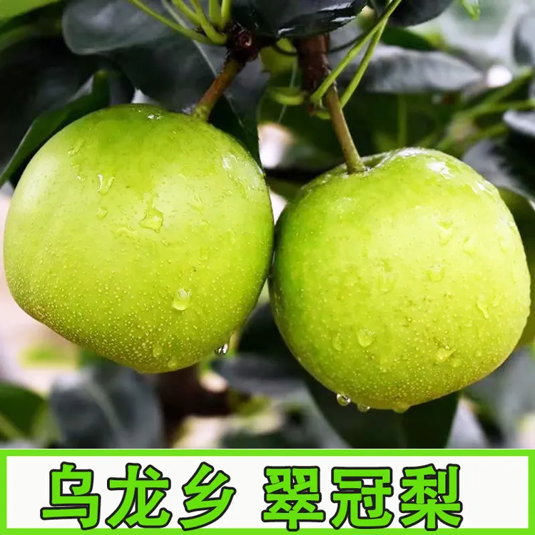 正宗青梨 蜜梨 翠冠梨 当季水果皮薄肉嫩甜多汁