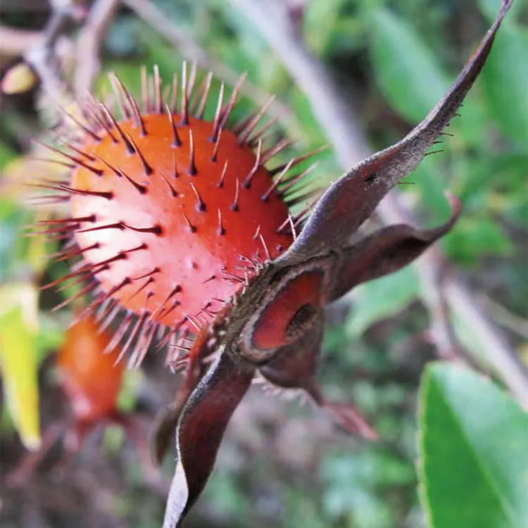 金樱子广西野生山货整个开边肉干果泡酒糖罐子杜仲英雄料年货节