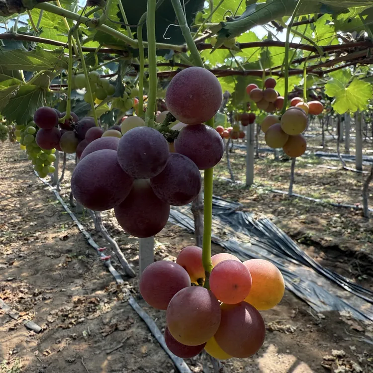 经典28年老树须葡萄 灯笼葡萄 .吊丝葡萄.数量极少顺丰包邮