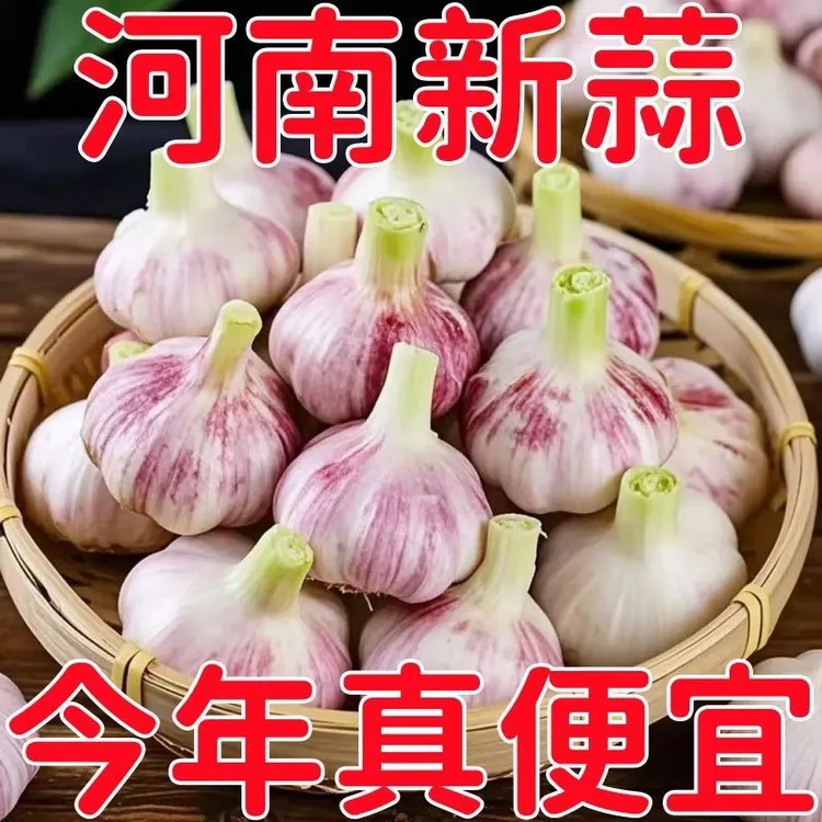 河南2025年湿大蒜新鲜嫩蒜头红皮鲜蒜紫皮多瓣蒜种糖蒜腊八蒜腌制